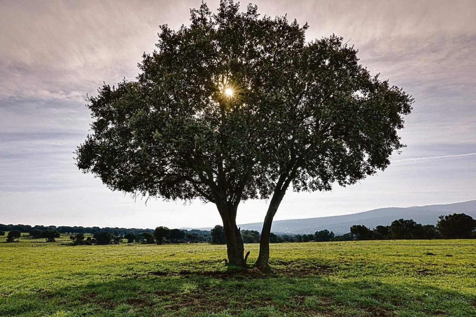 La encina es una de las especies capaces de rebrotar tras un incendio.