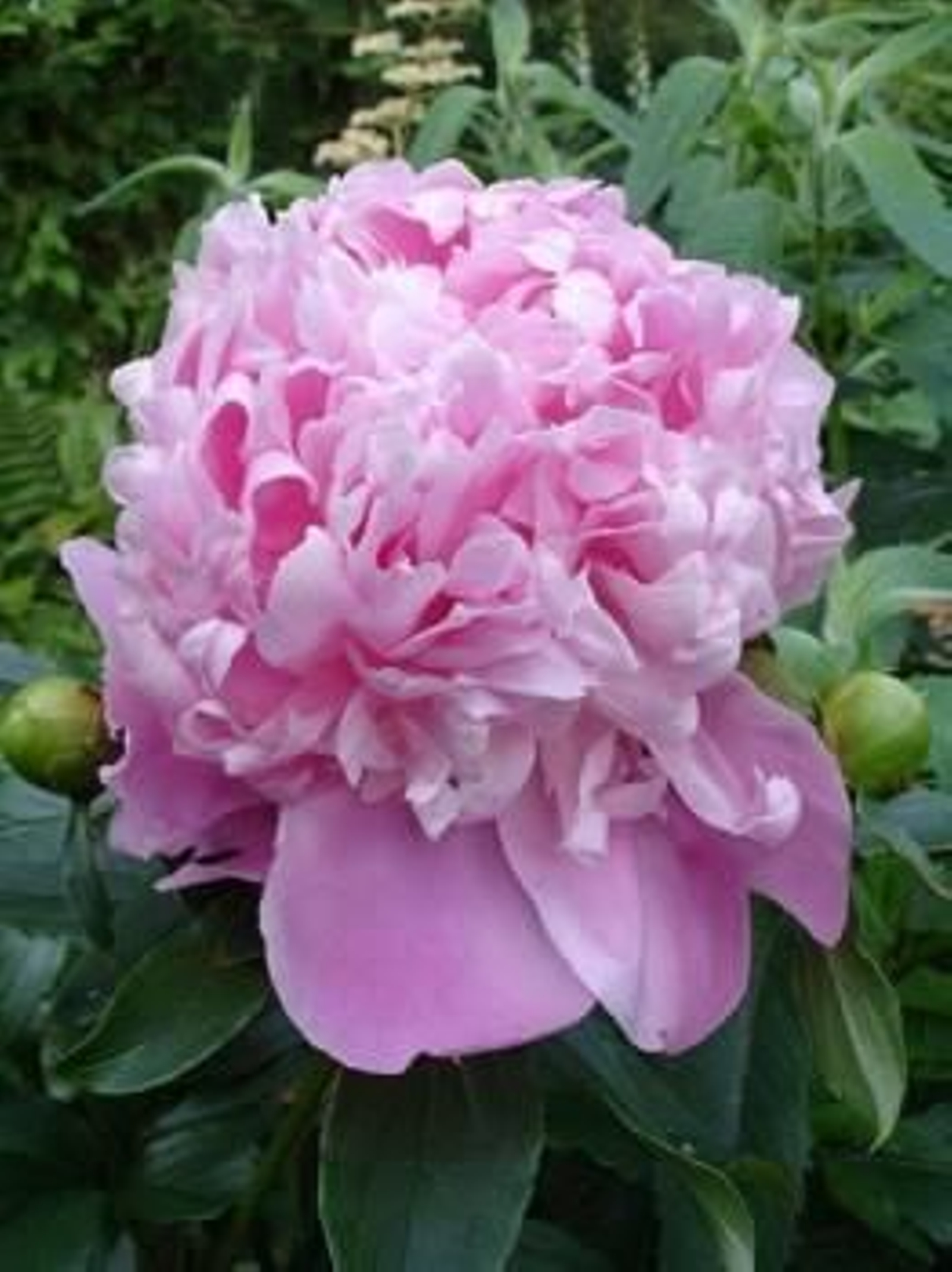 Foto: ULF ELIASSON/WIKIMEDIA COMMONS