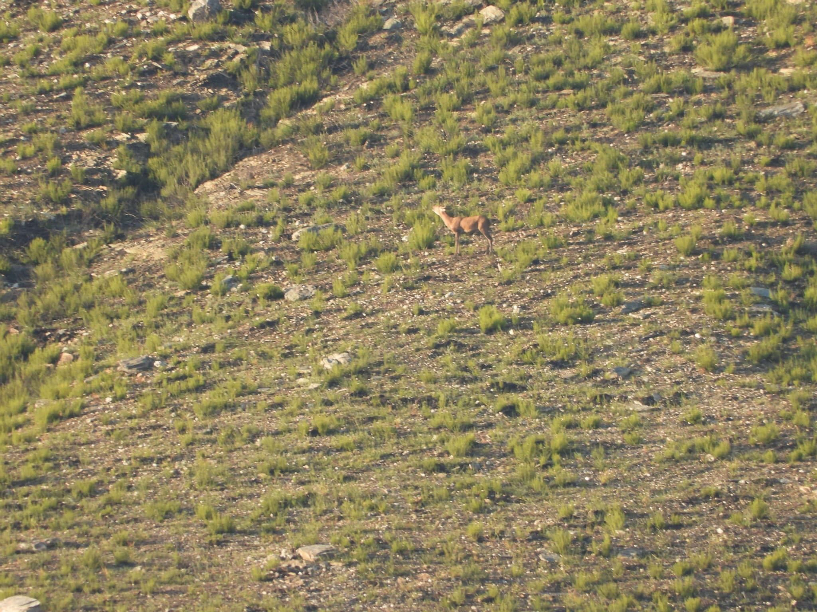 Galería | Así suena el otoño en Ourense: la berrea llena de sonidos las montañas