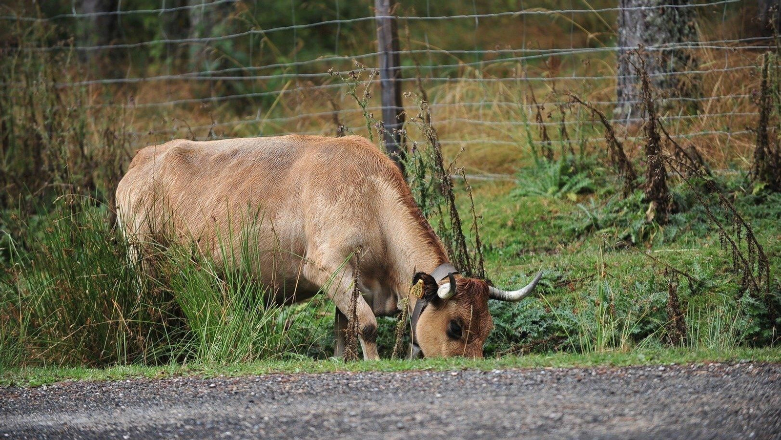 Una vaca en Manzaneda (José Paz).