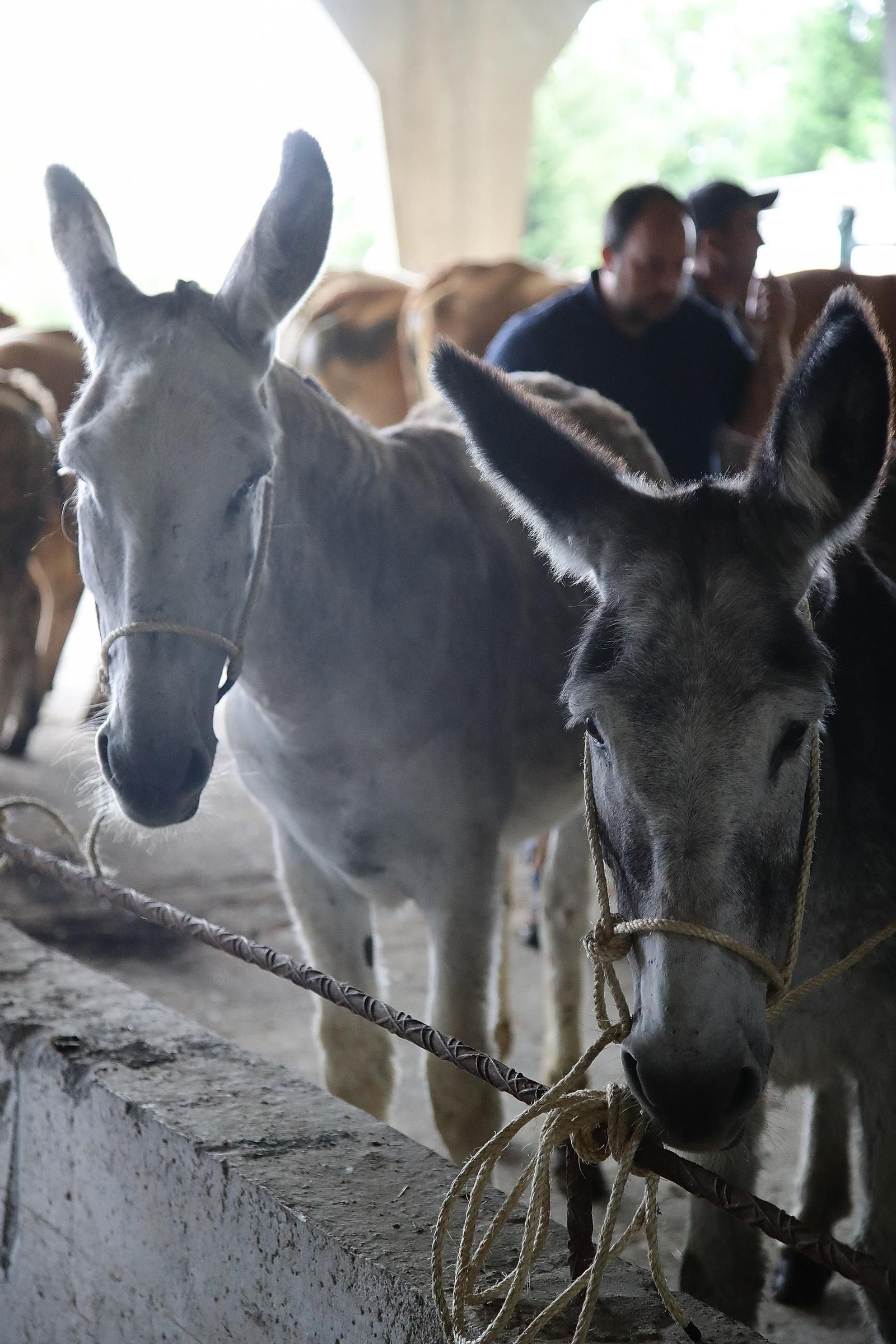 Galería | Ganaderos y tratantes celebran el regreso de la feria de ganado en Castro Caldelas, en fotos