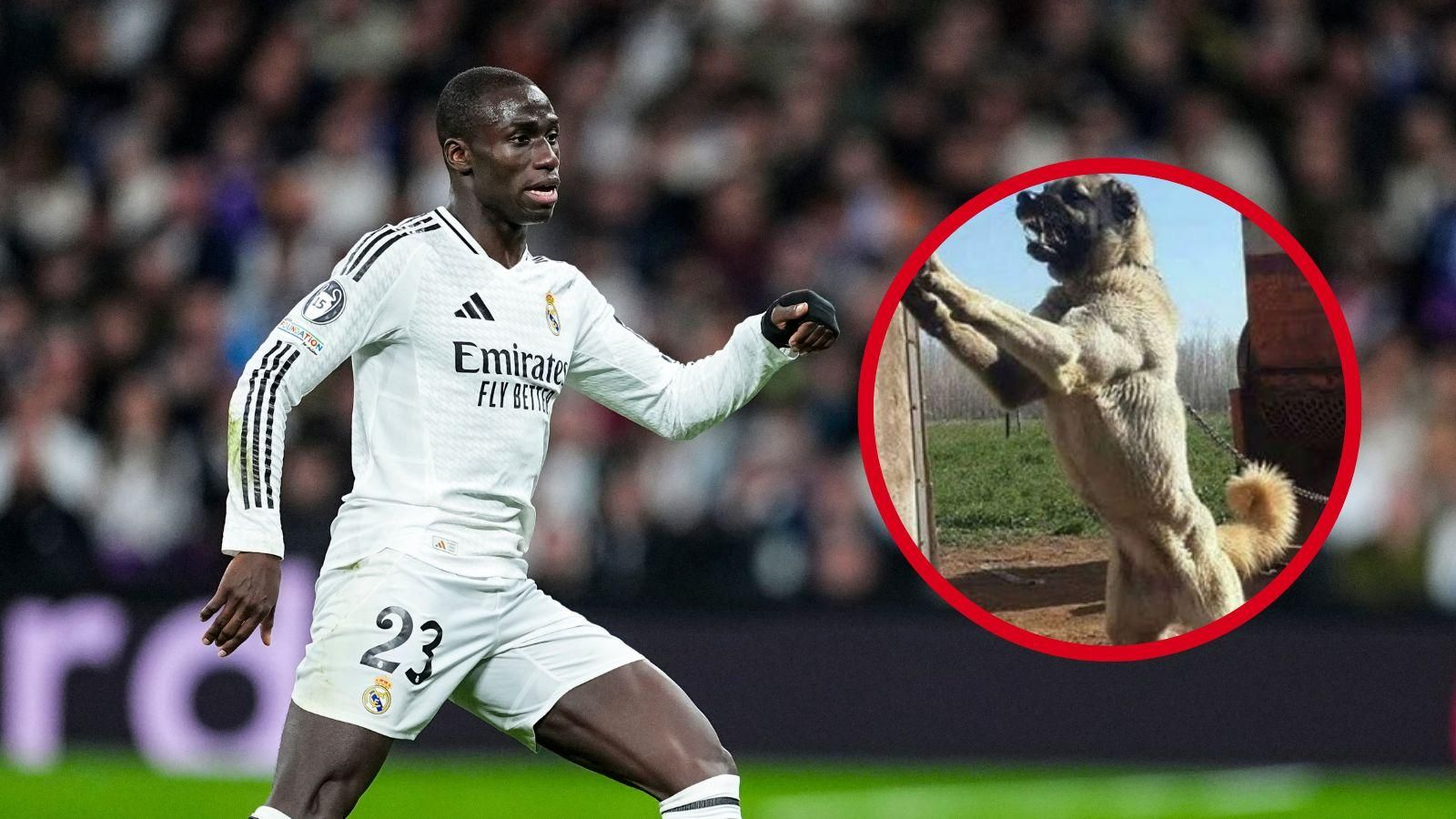 Un perro de la raza del del futbolista Ferland Mendy