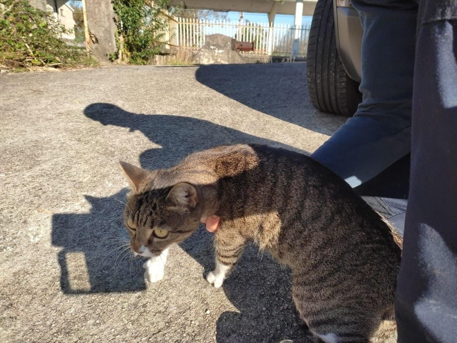 Imagen de uno de los últimos gatos que fue rescatado por el Concello.