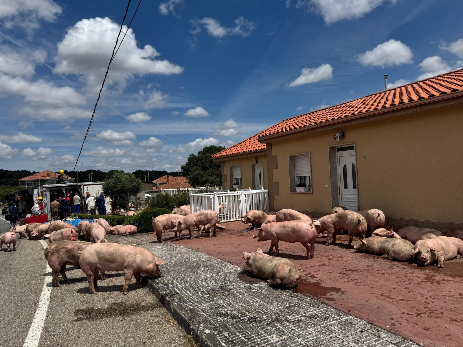 Galería | Decenas de cerdos terminan varados en una finca después de volcar el camión que los transportaba