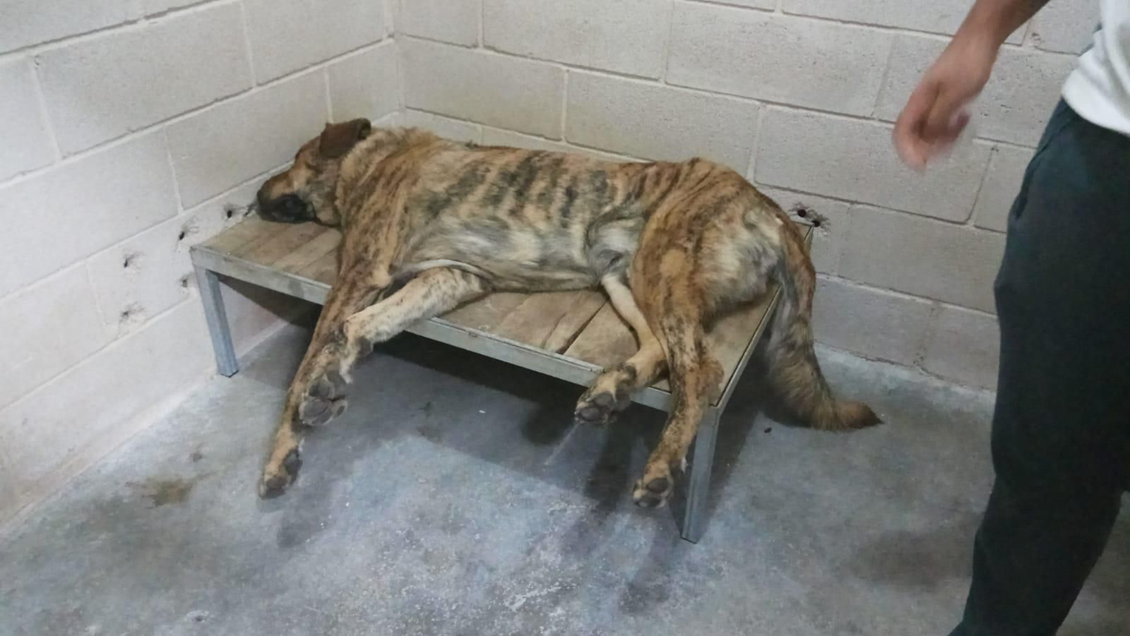 El perro que atacó a cuatro personas en O Bolo.