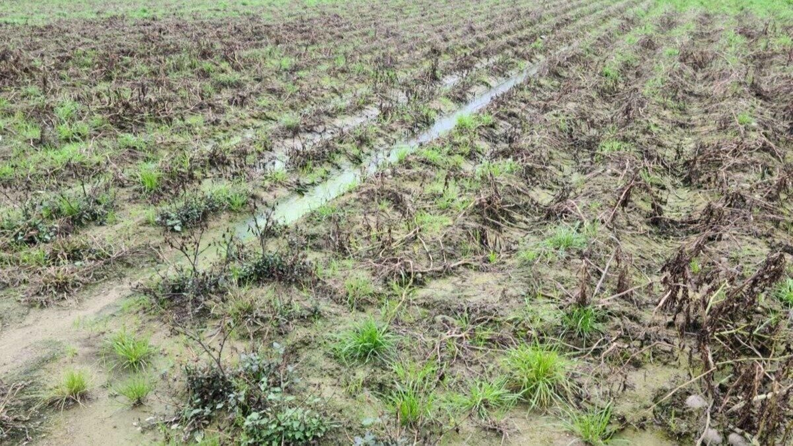 Unha finca na Limia con patacas por recoller por mor das chuvias das últimas semanas.