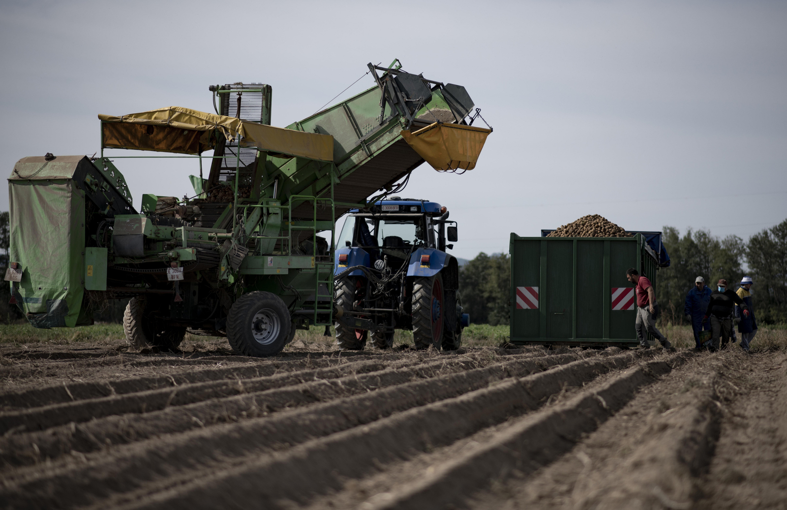 La familia y algunos trabajadores realizan labores de cosecha con Javier Losada este lunes. Foto: Xesús Fariñas