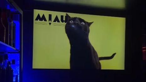 Gatos famosos: una discoteca de Vigo busca mascotas para su imagen