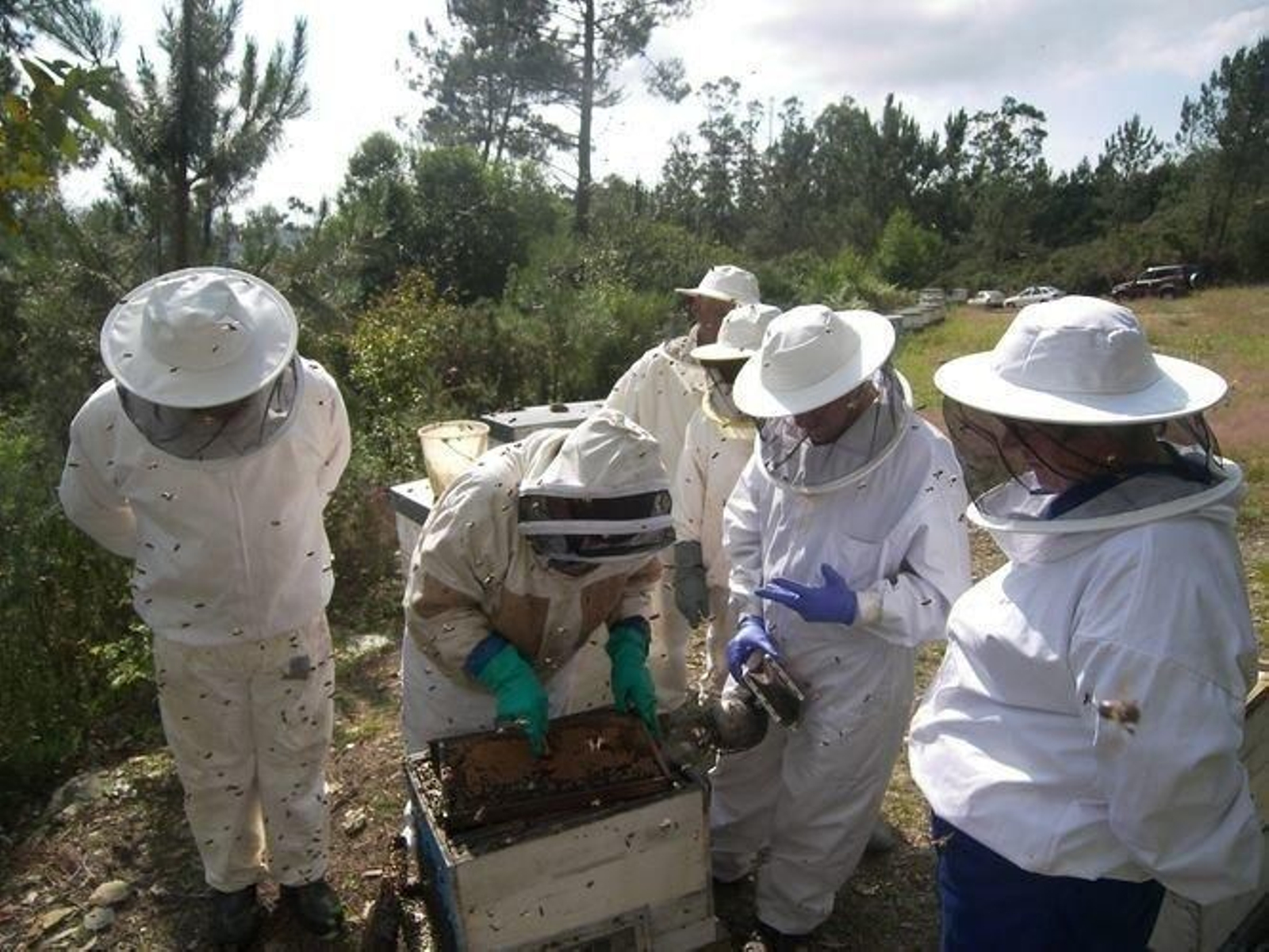 Celanova, Bande y Verea quieren convertir la miel en  otro atractivo turístico.