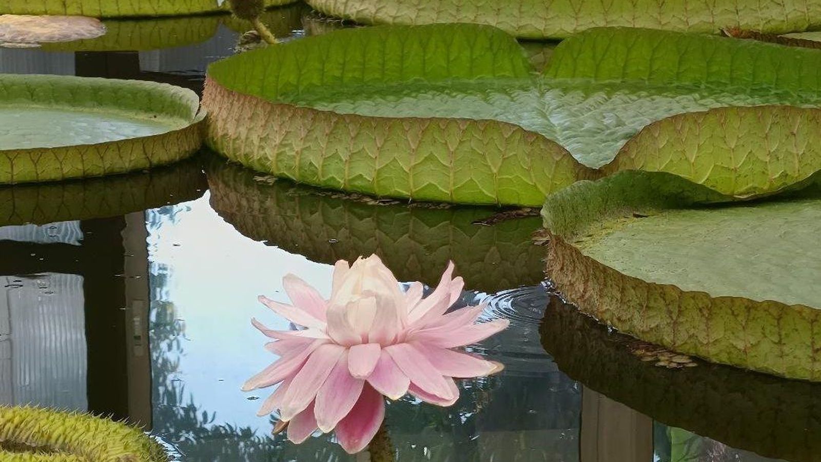 La segunda noche, la flor del nenúfar sale rosa y masculina. Al fondo, otro capullo a punto de abrir, ayer por la tarde.