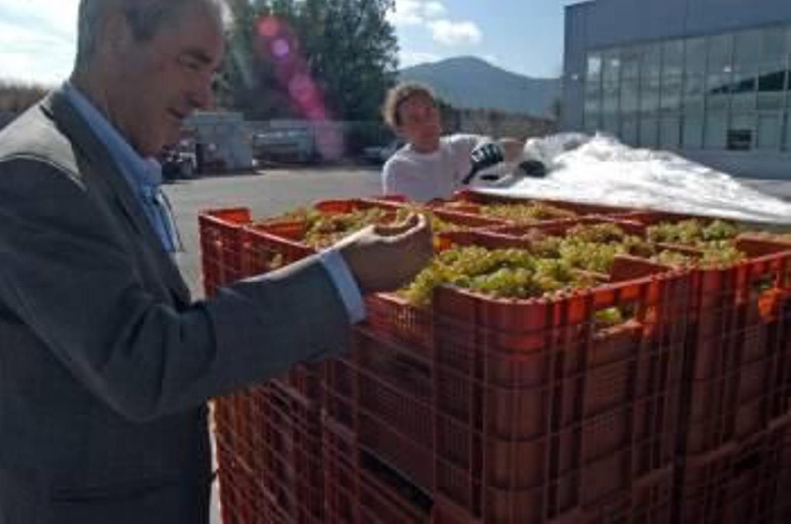 Manuel García revisa uvas, durante la pasada vendimia.