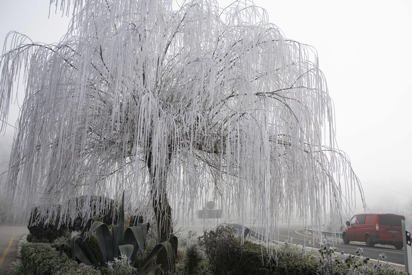 Xunqueira de Espadanedo. 08/01/2021. Ola de frío na provincia de Ourense que está en aviso laranxa  antes da chegada da bolsa de aire frío que chega dende Groenlandia. Na foto un detalle dunha árbore conxelada en Xunqueira de Espadanedo.
Foto: Xesús Fariñas