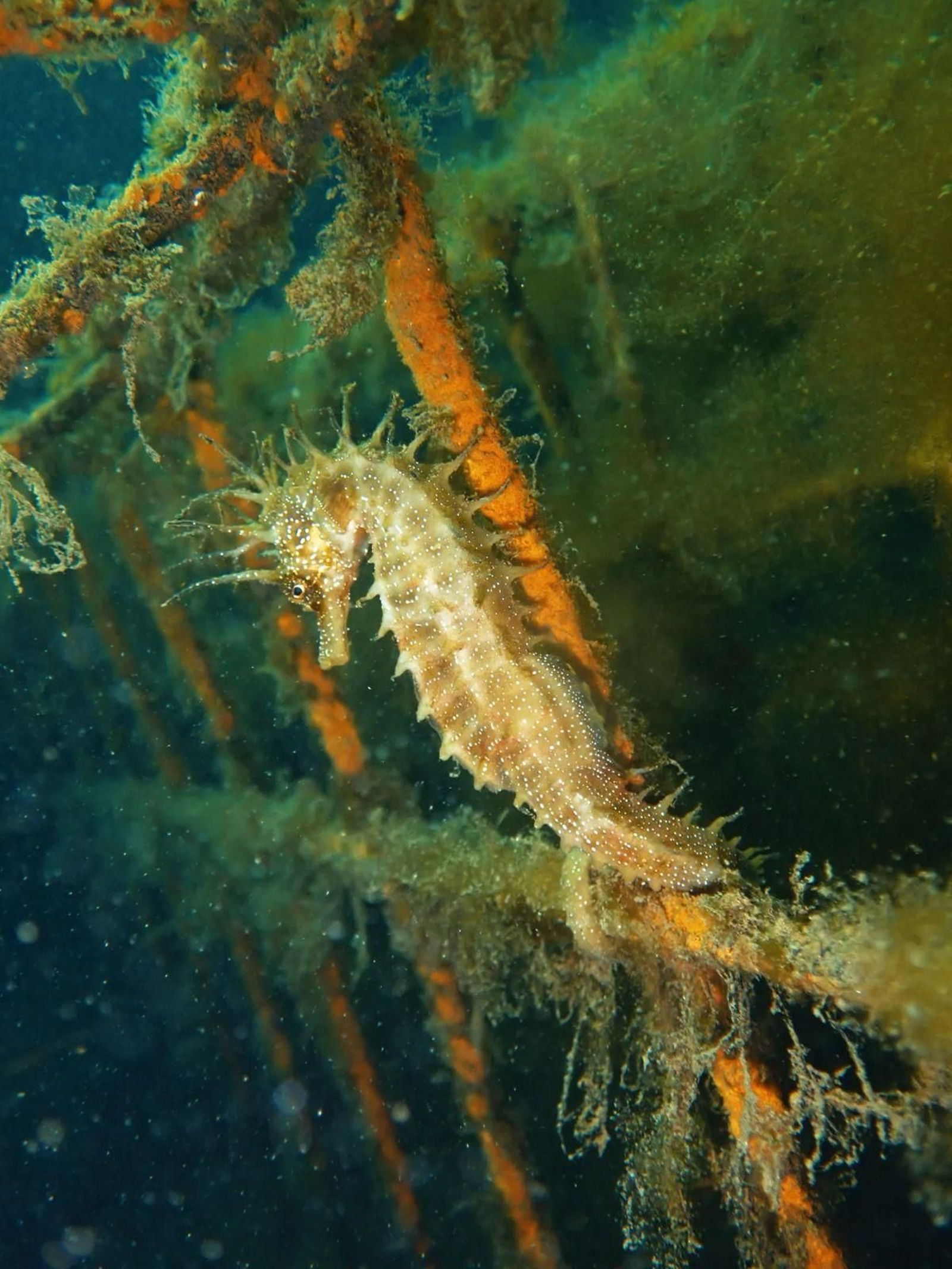 Un caballito de mar en los muelles de Vigo