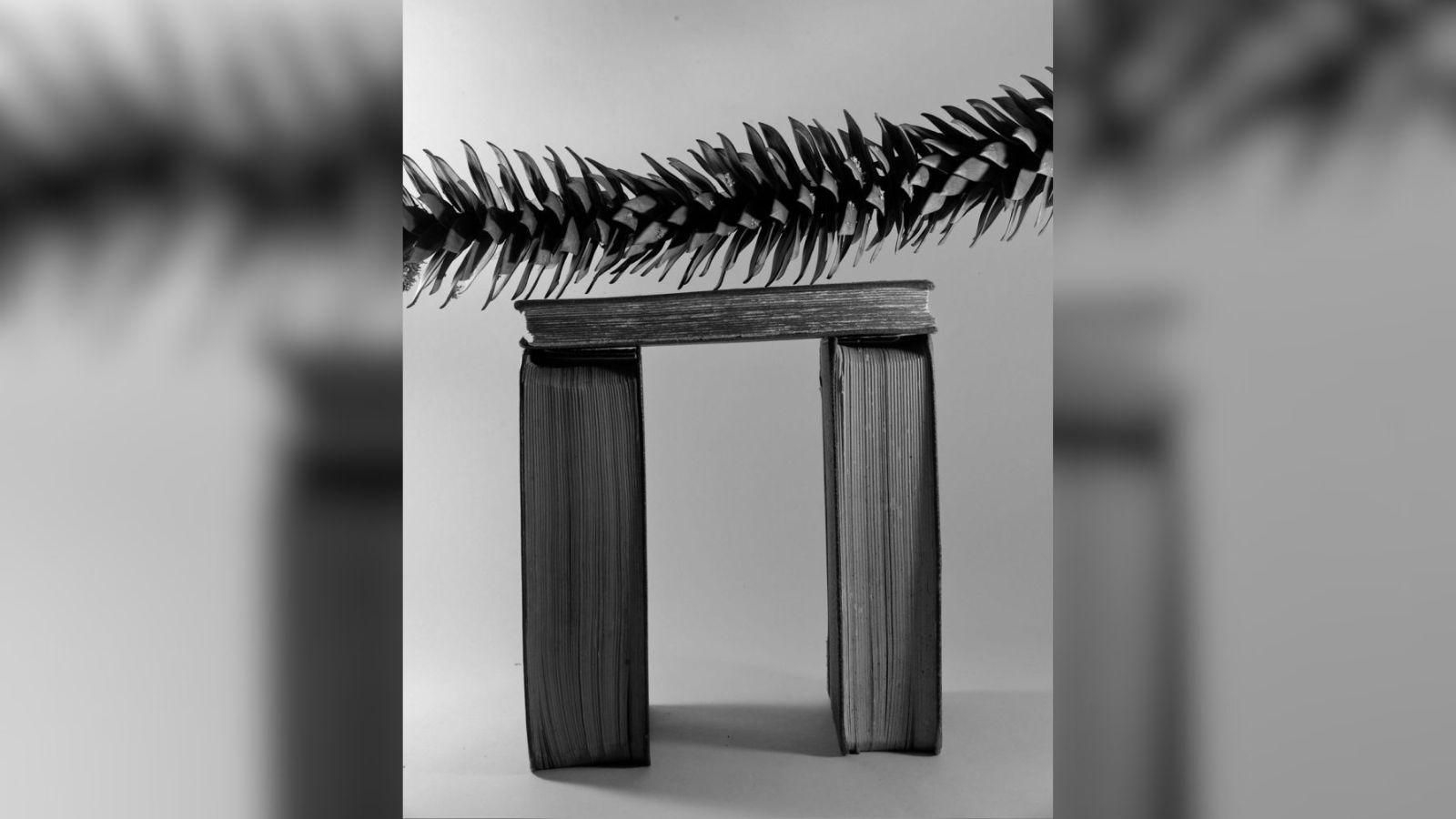 Fotografía artística