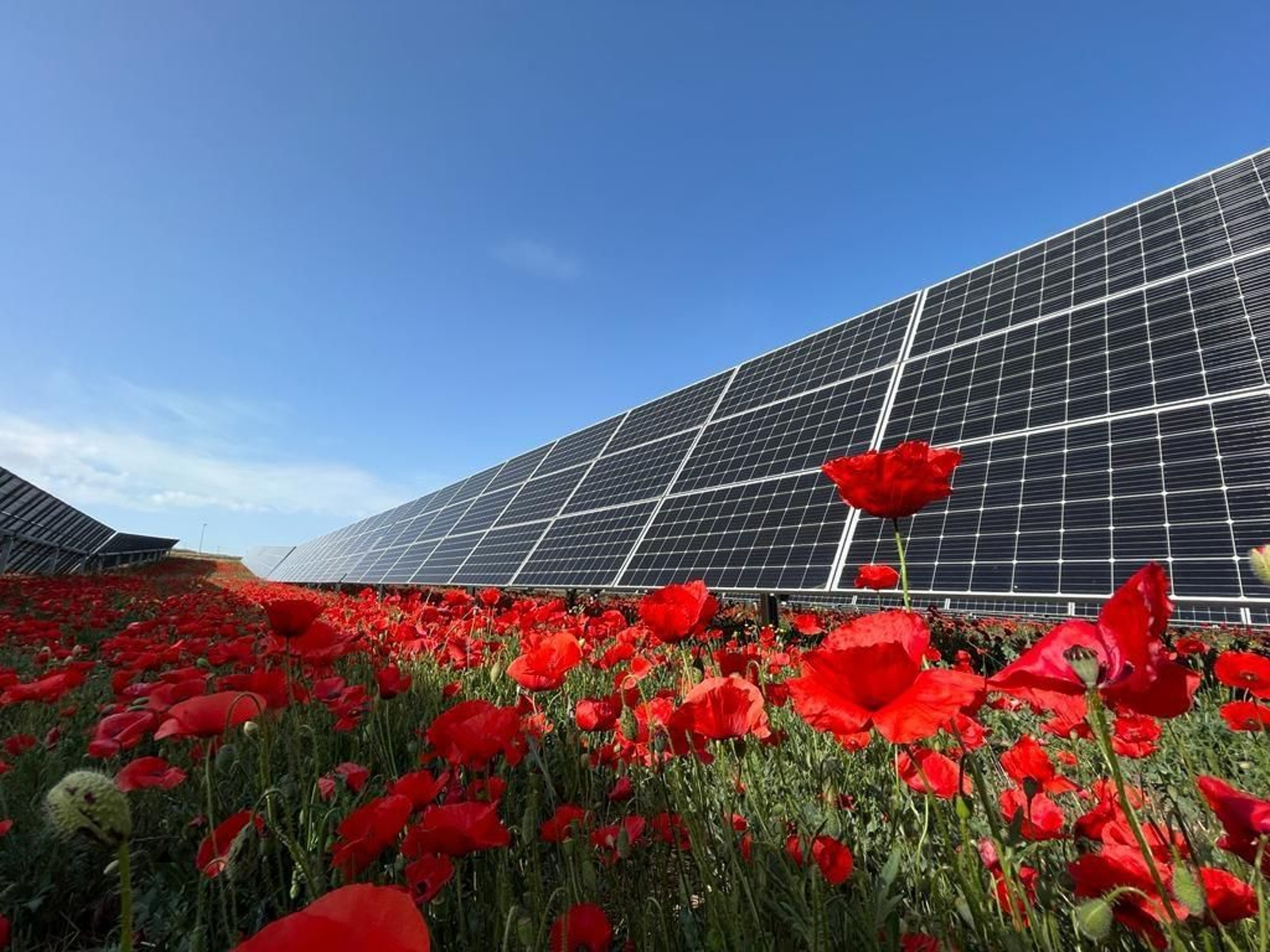 Un parque solar de Solaria