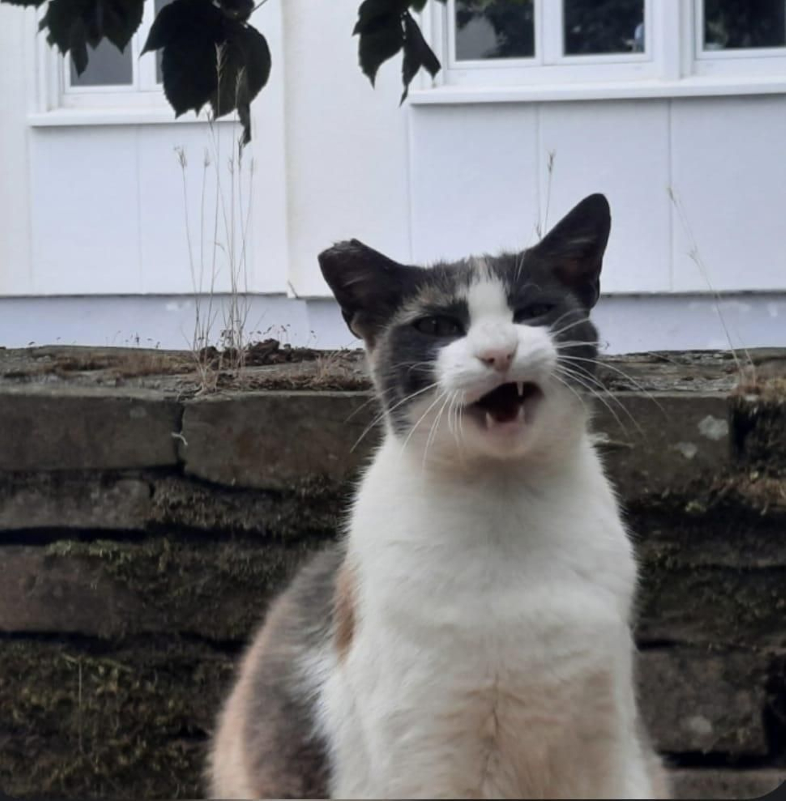 Lila