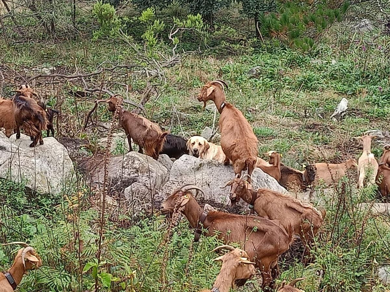 Uno de los cercados con cabras en el monte de Meira.