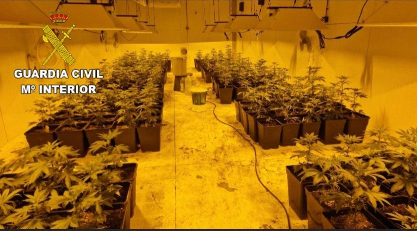 La plantación de marihuana en Amoeiro.