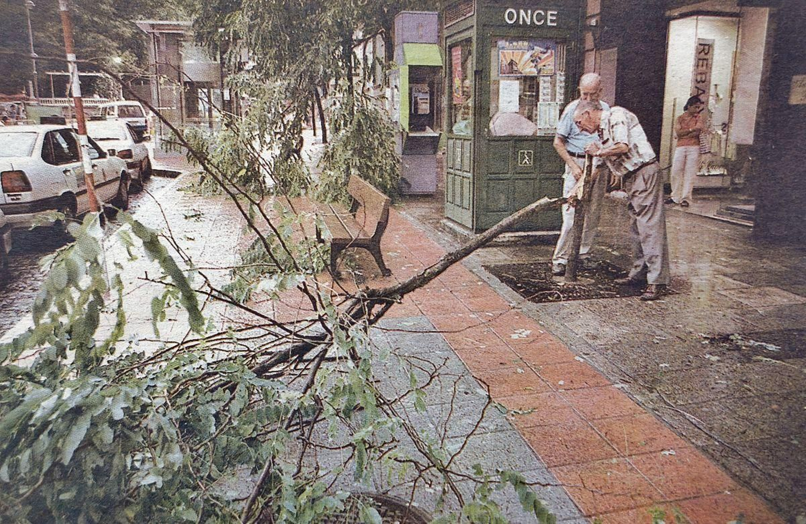 Uno de los árboles rotos por el viento.