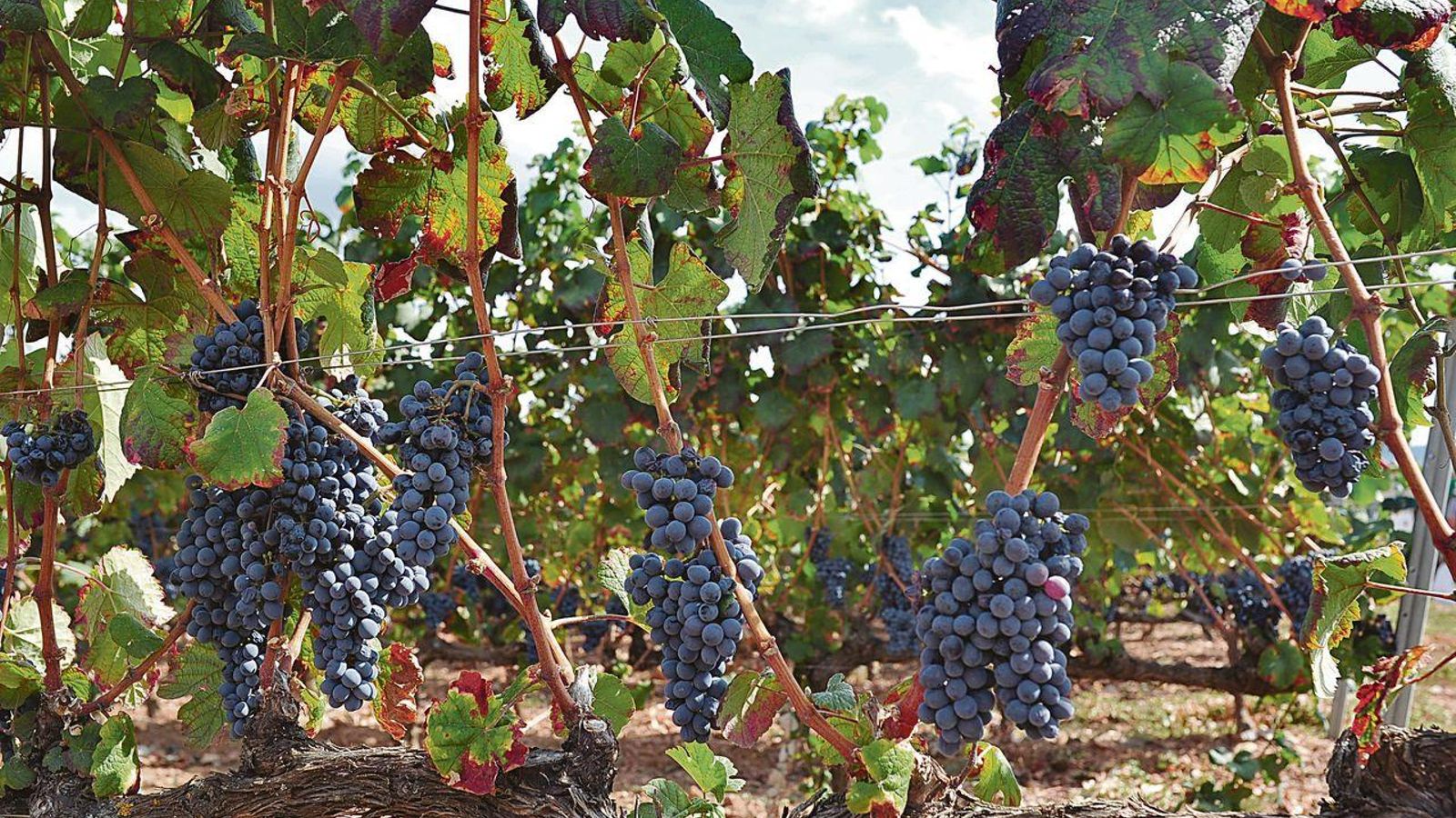 Vendimia en  Monterrei. José Paz