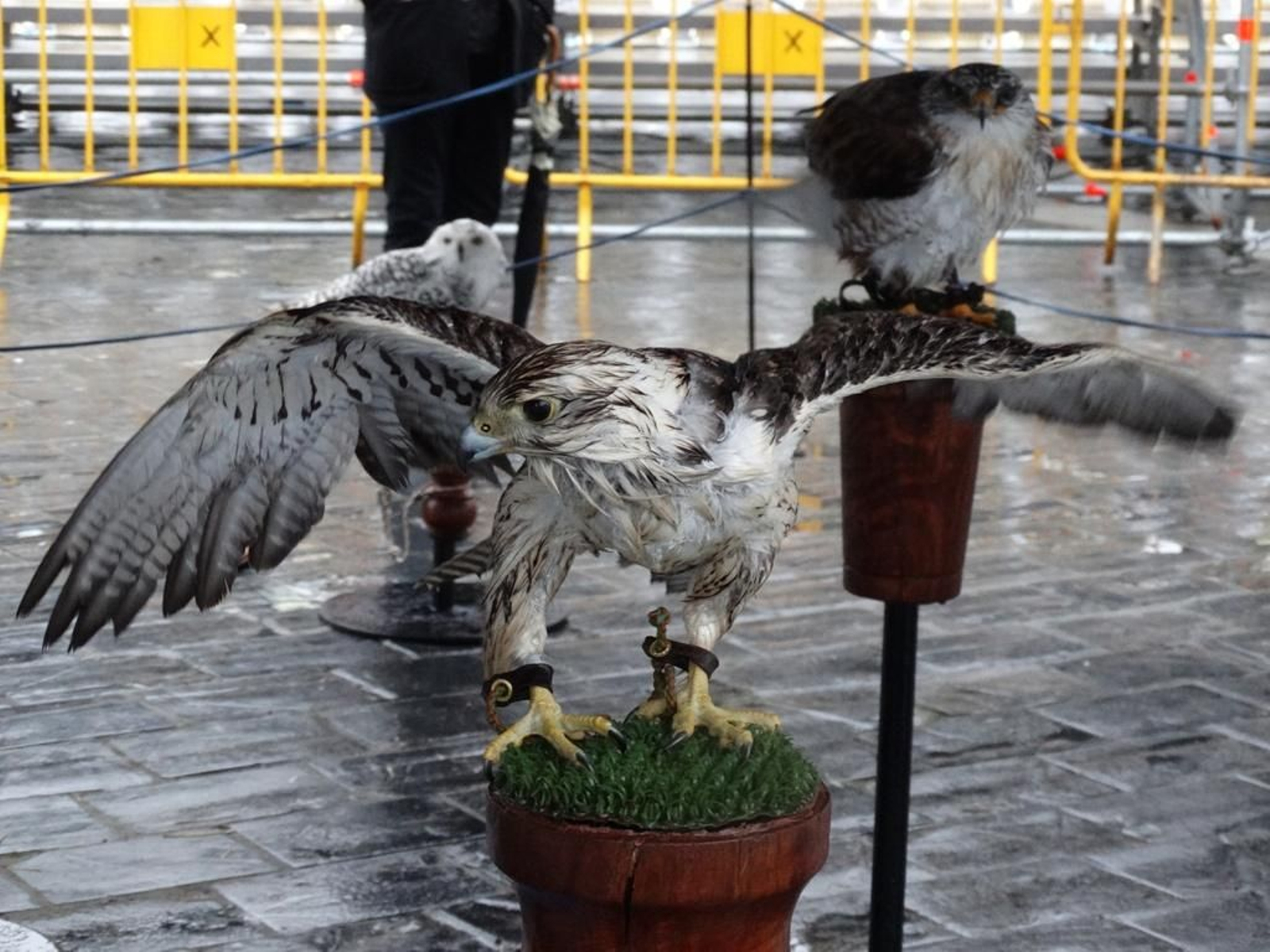 70ARRIBADA 2014 - Carlos Costas