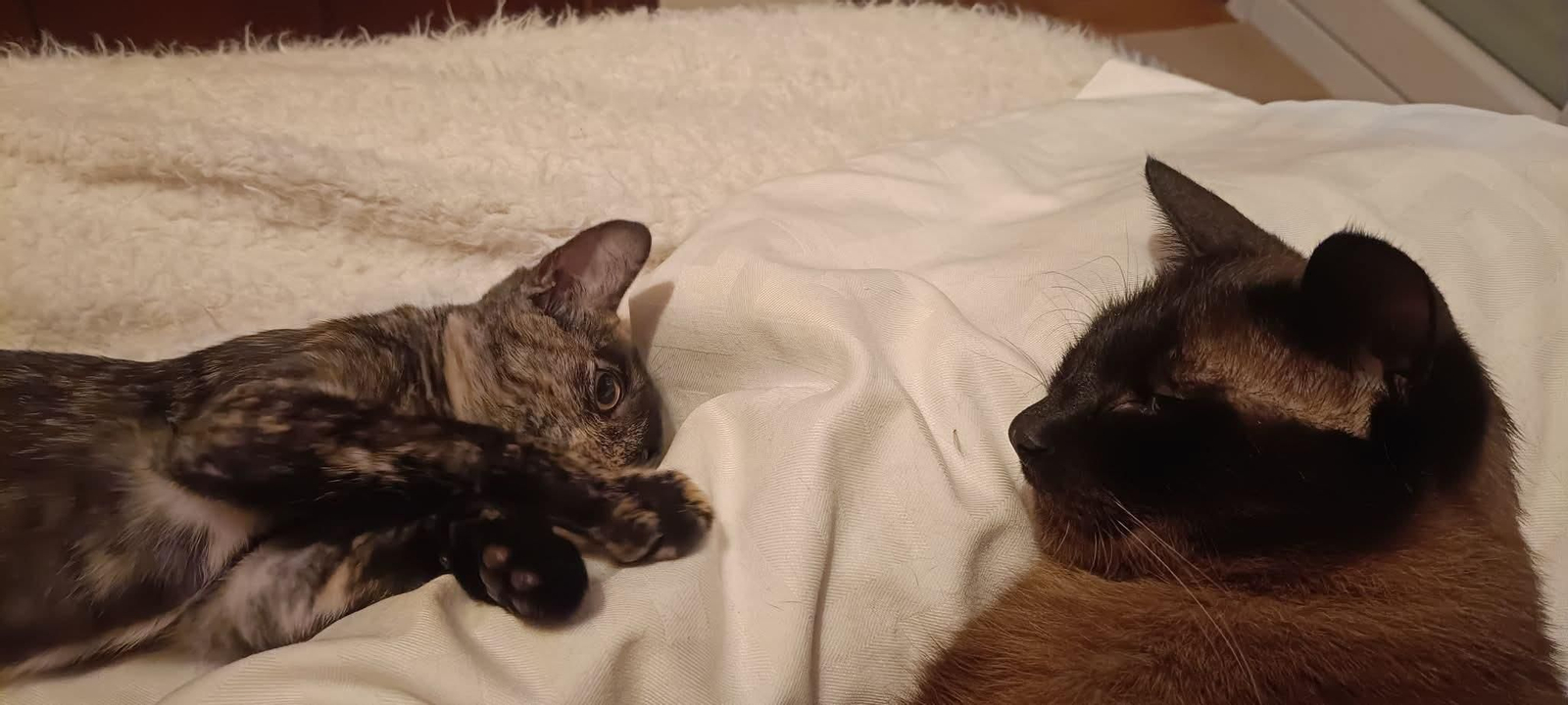Perla y Fufi
