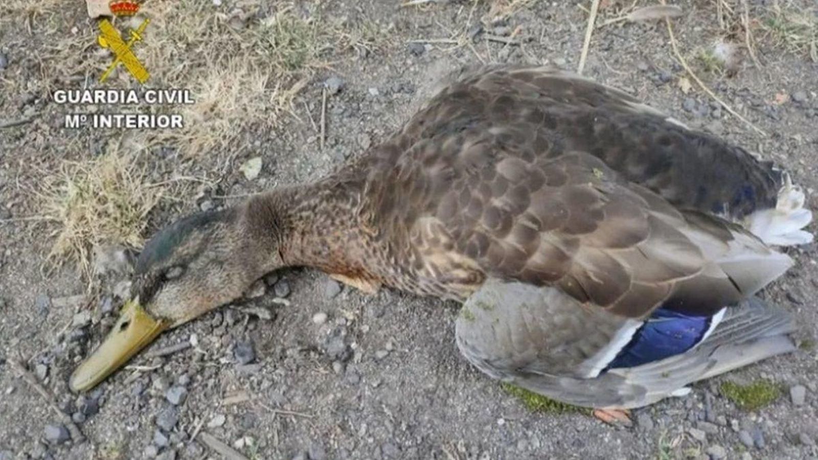 Uno de los ejemplares muertos en la laguna.