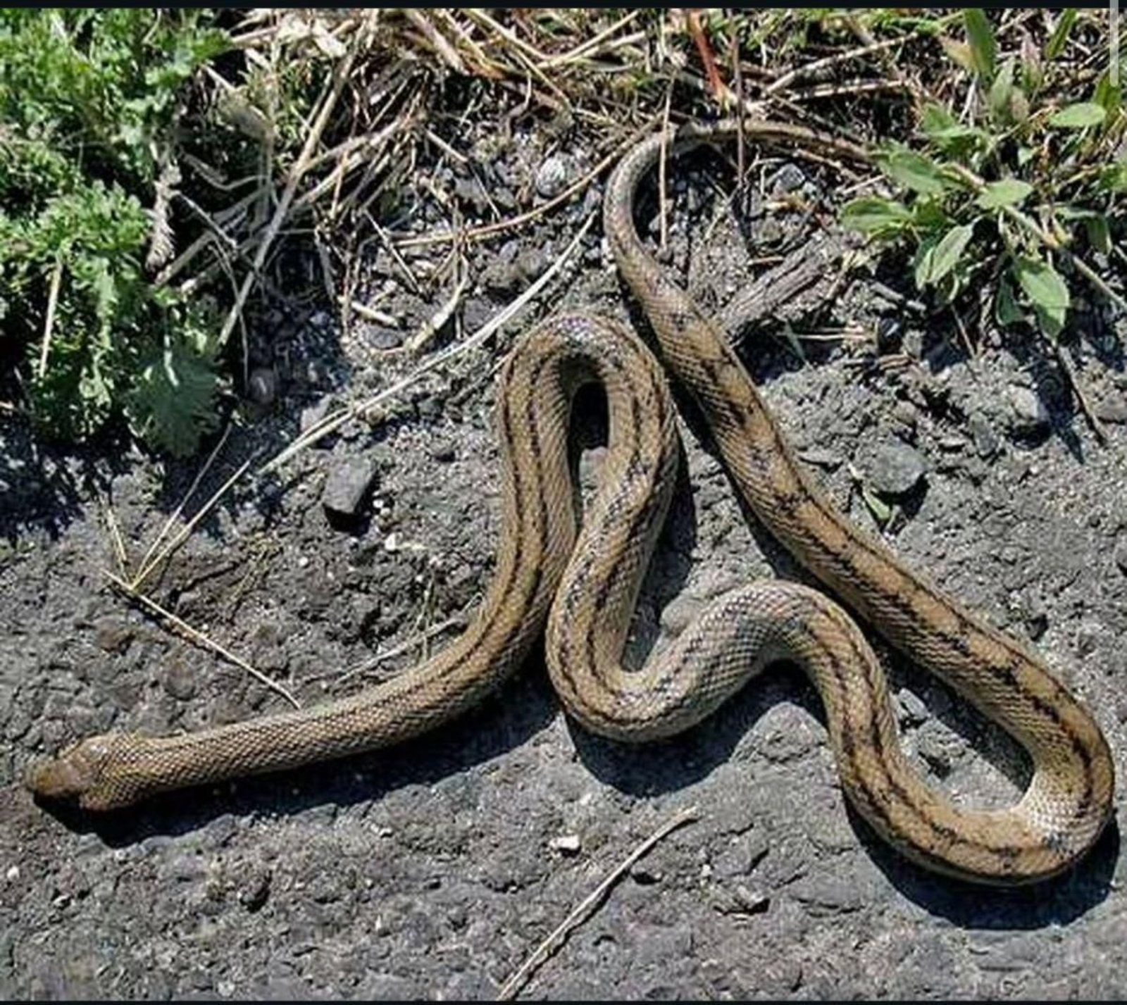 La serpiente encontrada en Barbadás.