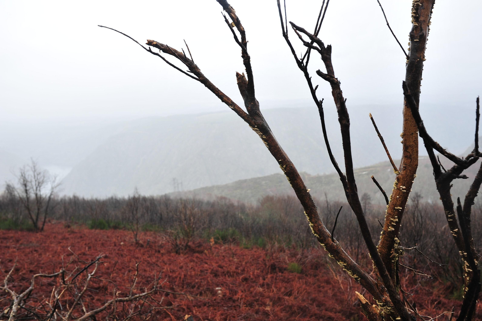 PARADA DE SIL, CABEZA DE MONTE MEDA 29/01/2020.- Degradación paisajística y medioambiental tras los incendios del 2017, Ribeira Sacra. José Paz