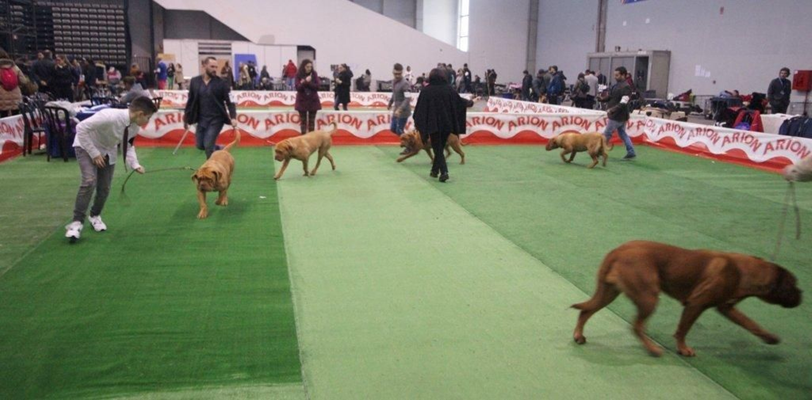 Exposición Canina en el Ifevi Foto Vicente13