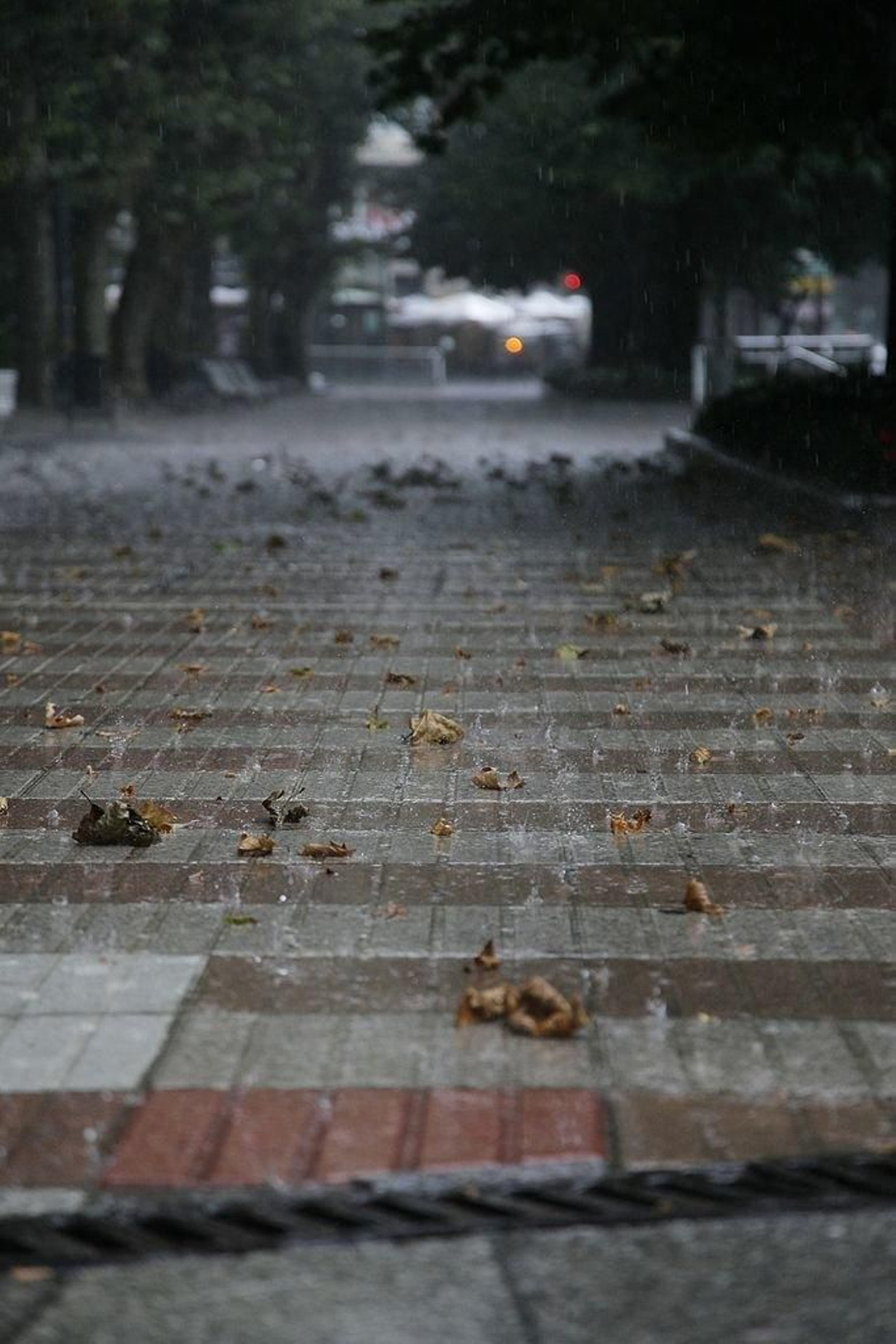 El viento tiró muchas hojas de los árboles
