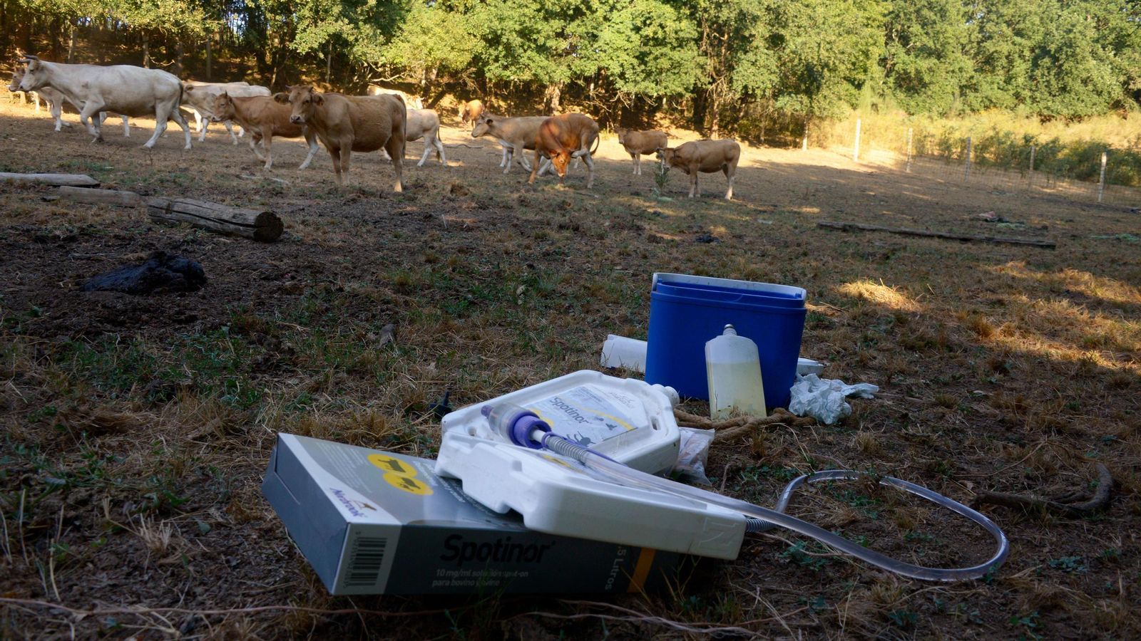 Instrumental para tratar a las vacas.