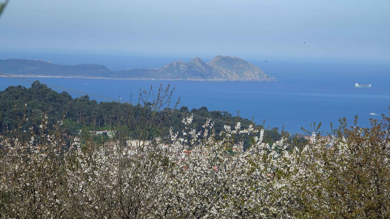Cerezos en flor con vistas a la Ría, estampa privilegiada del monte de Beade.