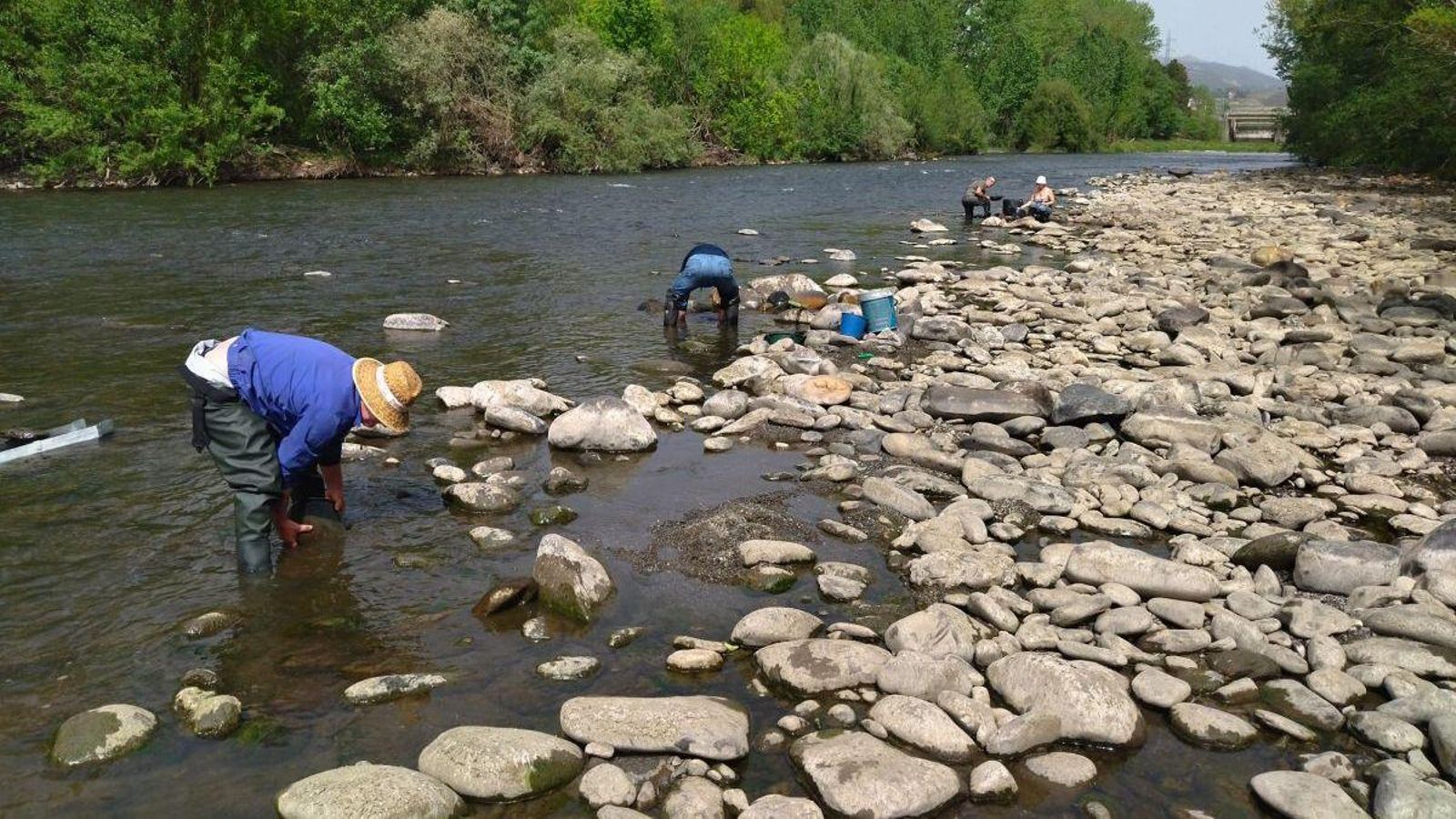 Los buscadores de oro buscan el preciado metal en las arenas del río Sil.