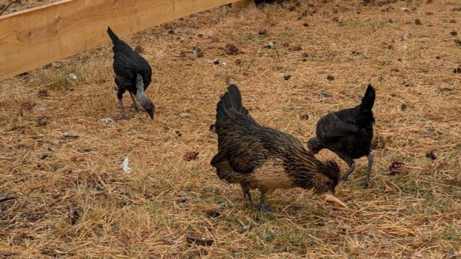 Gallinas y pavos disfrutando de su nuevo espacio.