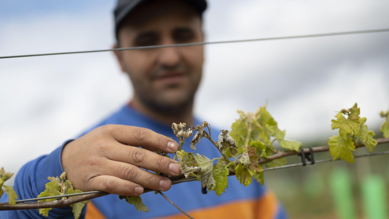 El bodeguero y presidente de la D.O. Monterrei, Manuel Vázquez Losada, observa brotes de tempranillo quemados por el frío.