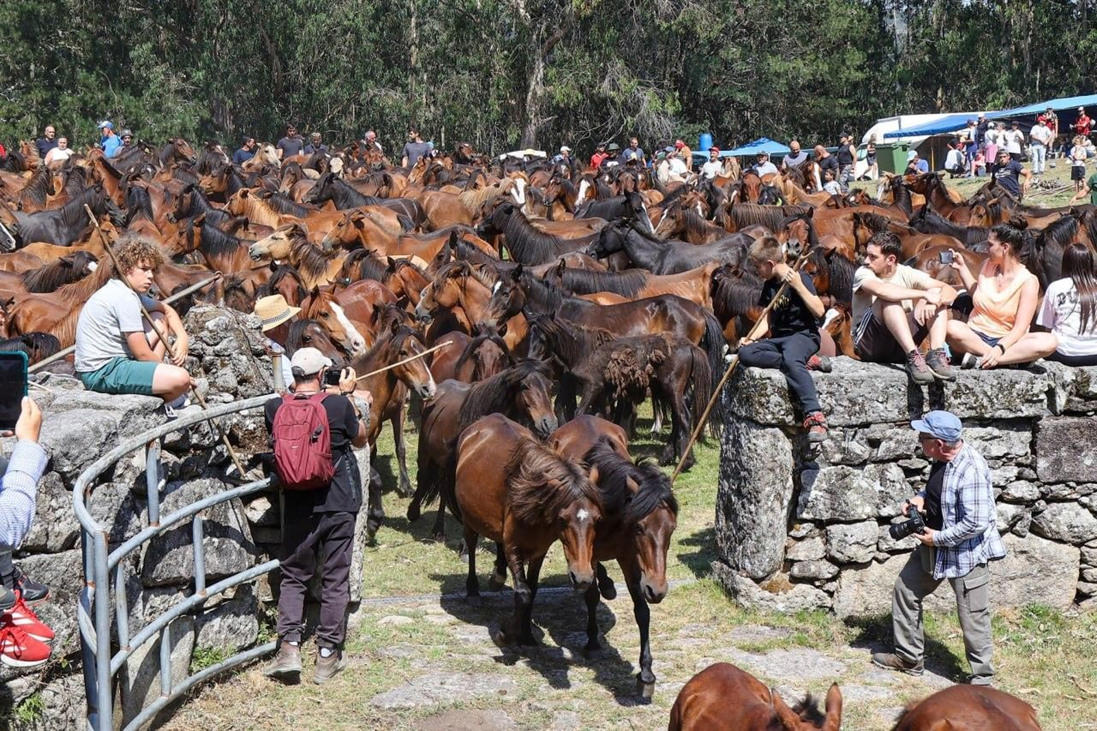 Galería | El curro de Mougás cierra la temporada de la “rapa” en la Serra da Groba