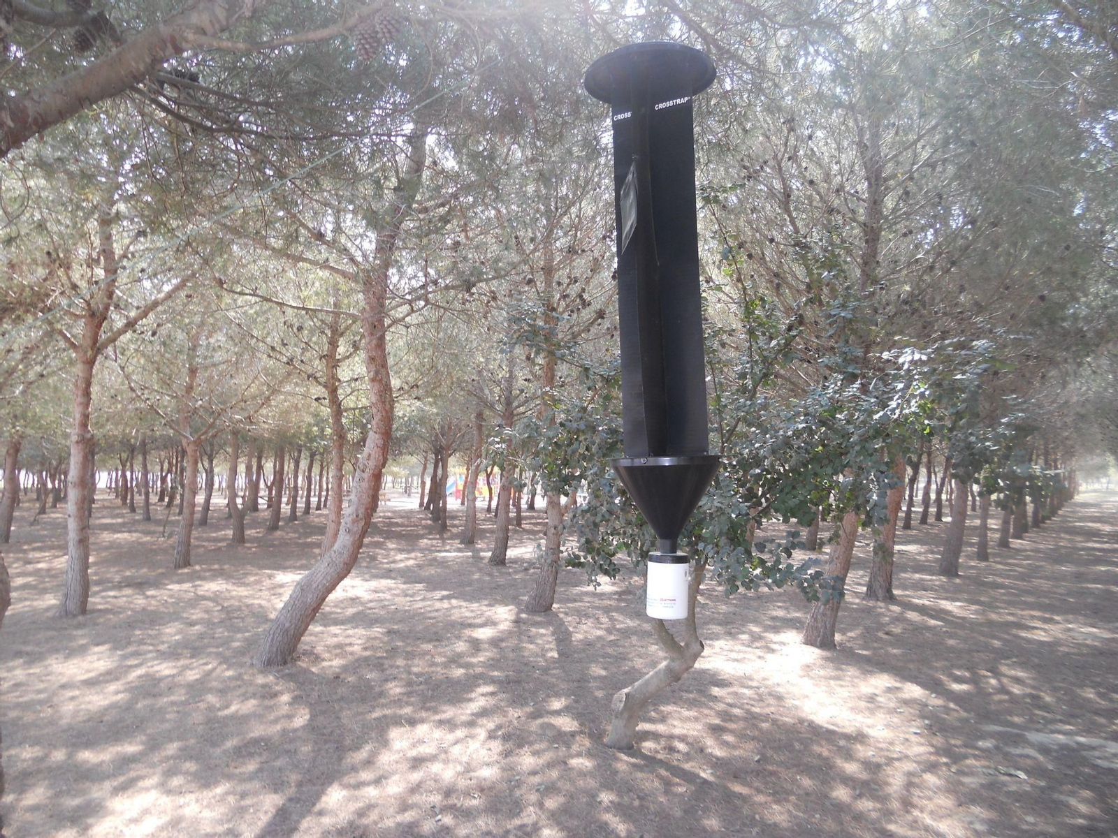 Trampa para el barrenillo del pino que se prueba para ponerle freno, además de la tala radical y la quema de los restos del árbol.