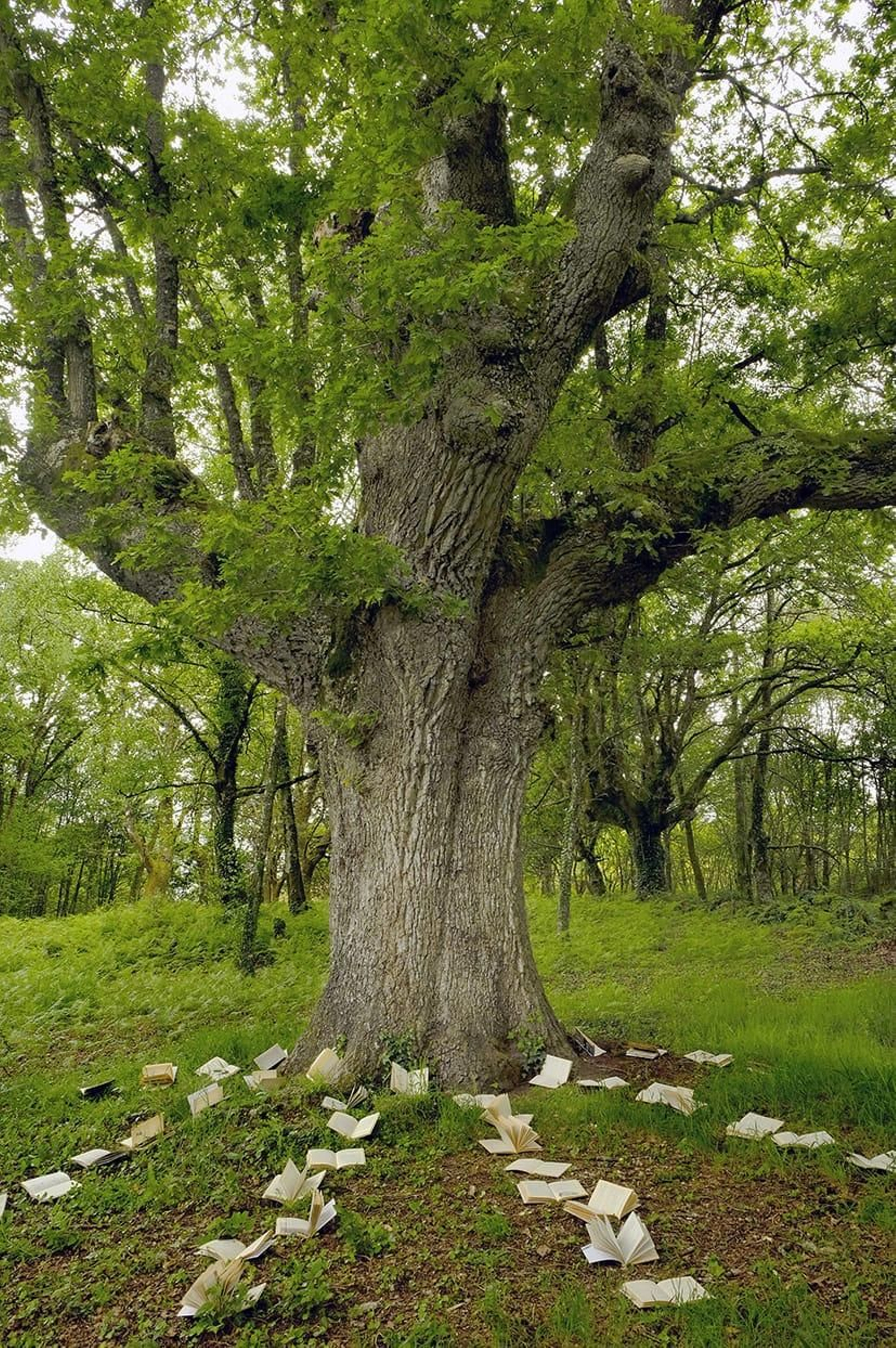 Carballo de Padroso, Xunqueira de Ambía