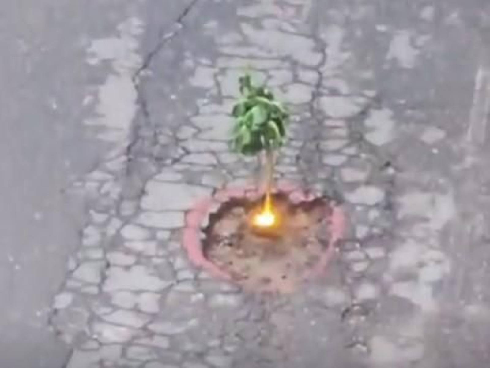 Palmera y baliza para señalizar baches en Cangas.