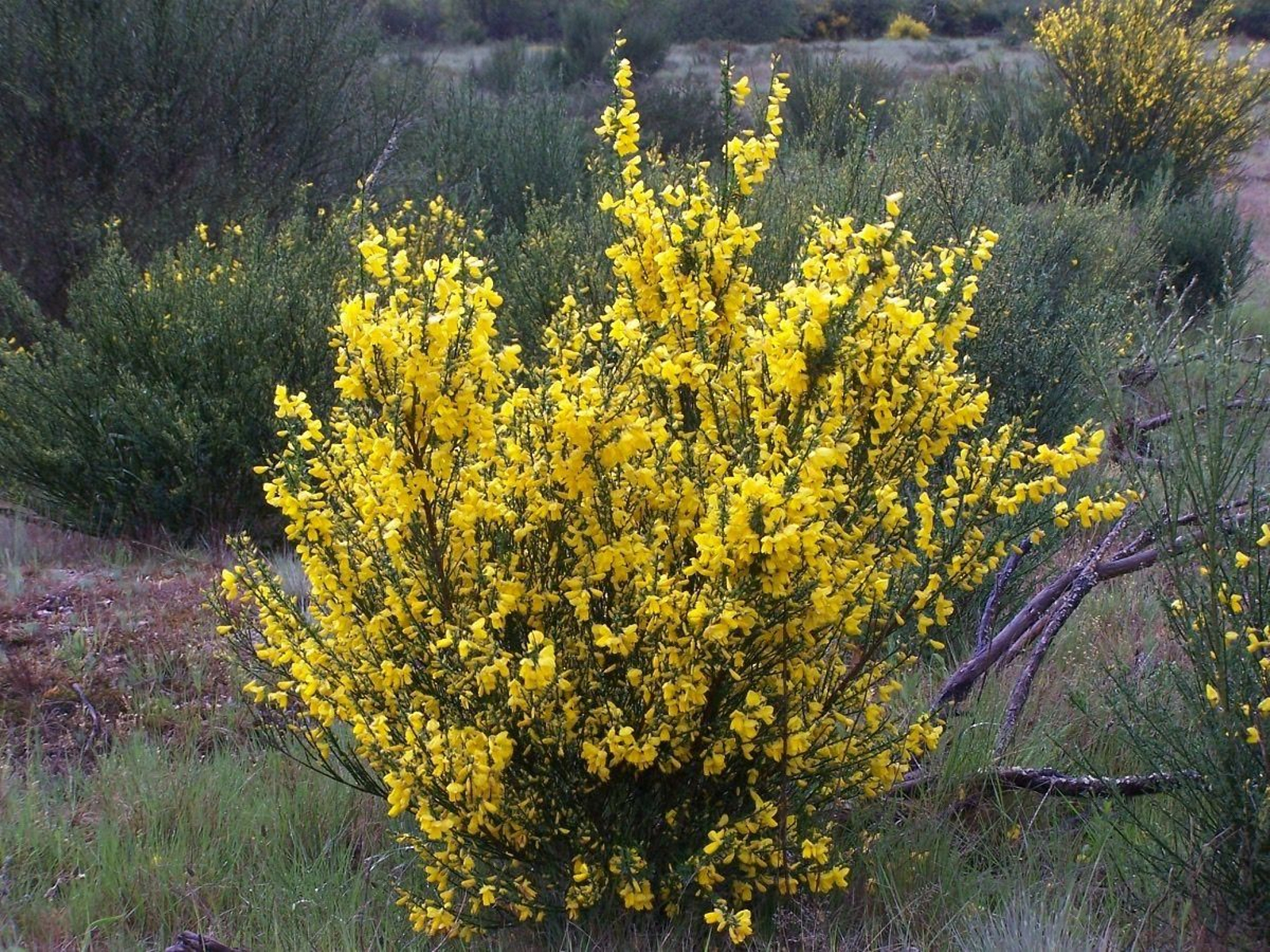 Xesta amarela (Cytisus scoparius).