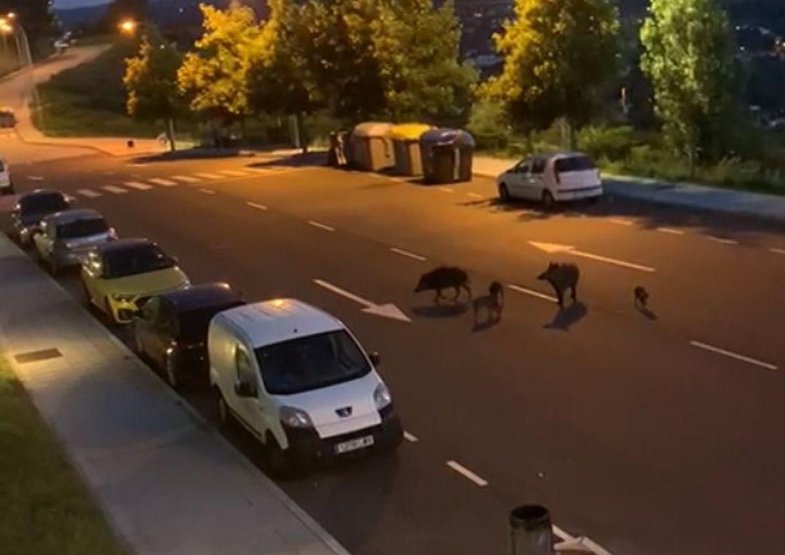 Jabalíes en las calles de Ourense