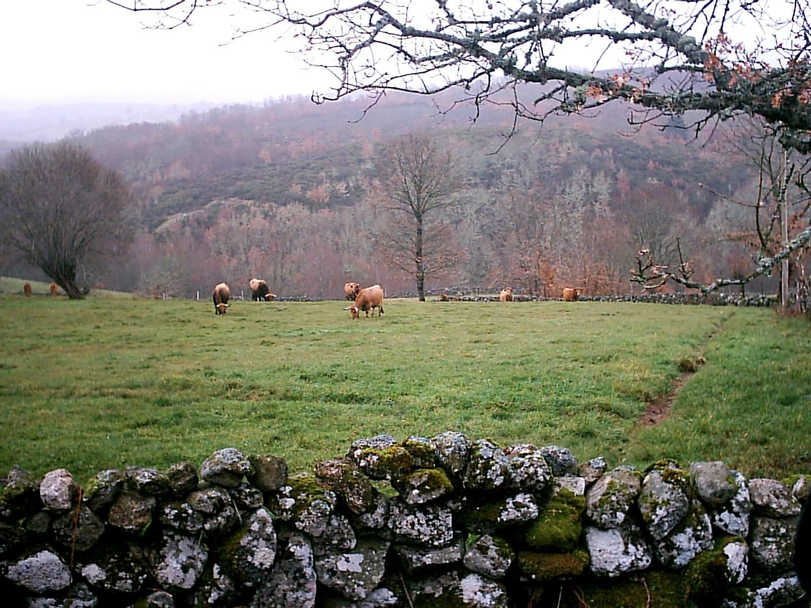 Vacas, pastos, valados e reboleiras na Corraínza