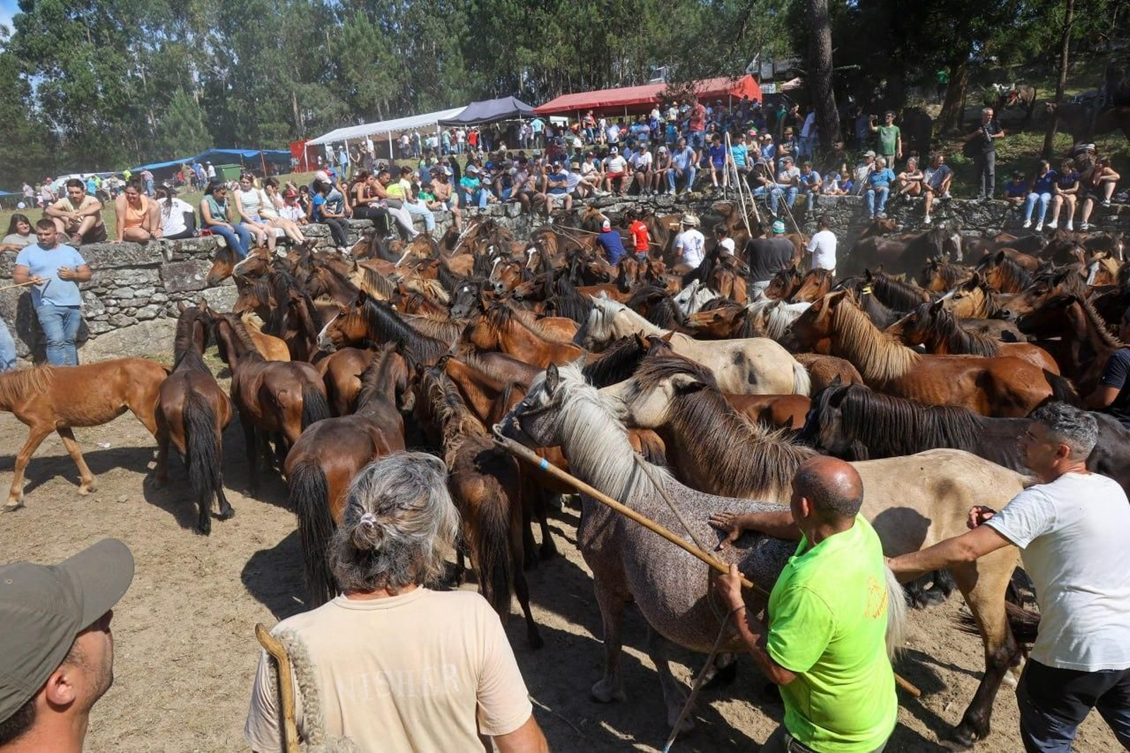 Galería | El curro de Mougás cierra la temporada de la “rapa” en la Serra da Groba