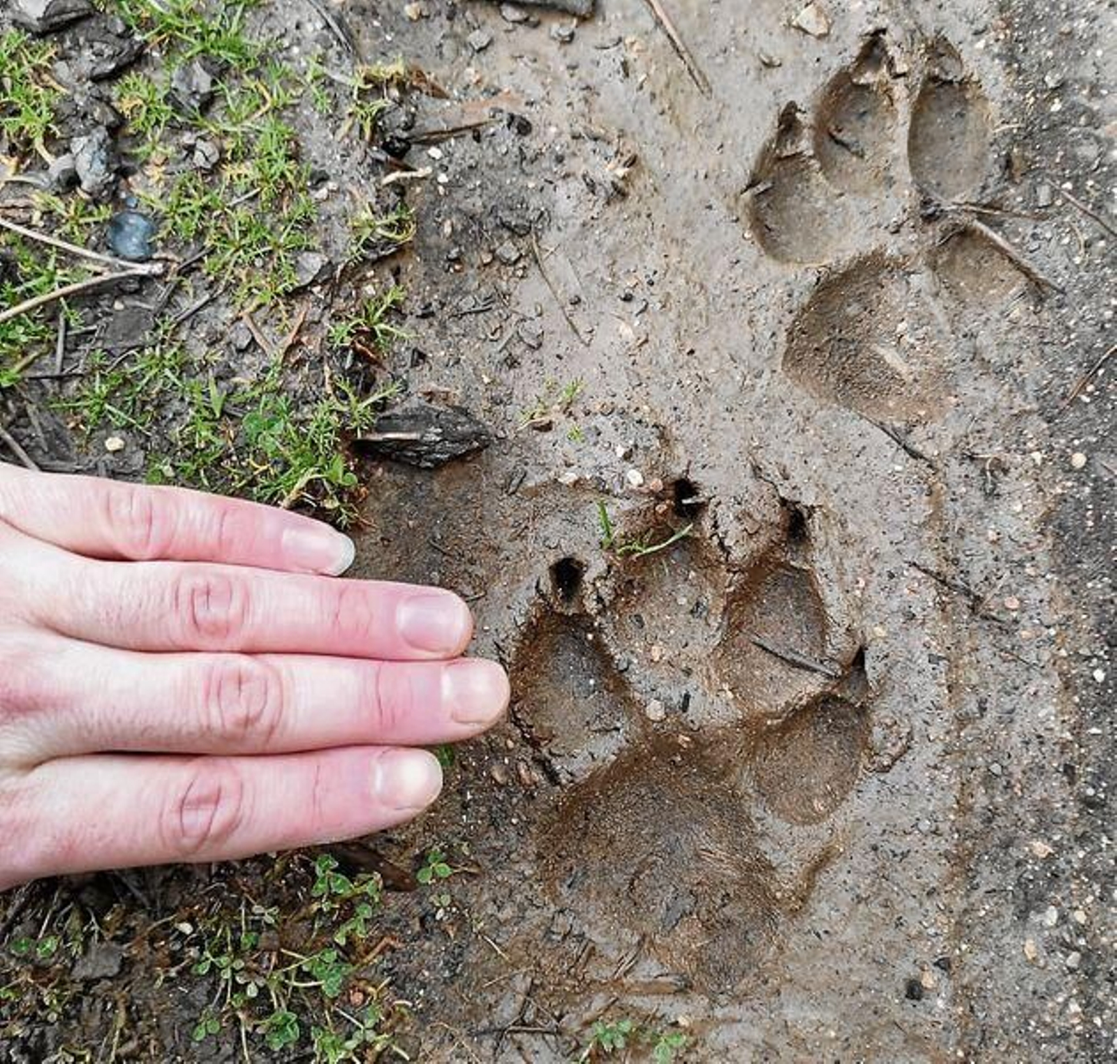 Huellas que atribuyen a lobo, localizadas a cien metros de la aldea de O Val (Rubiá).
