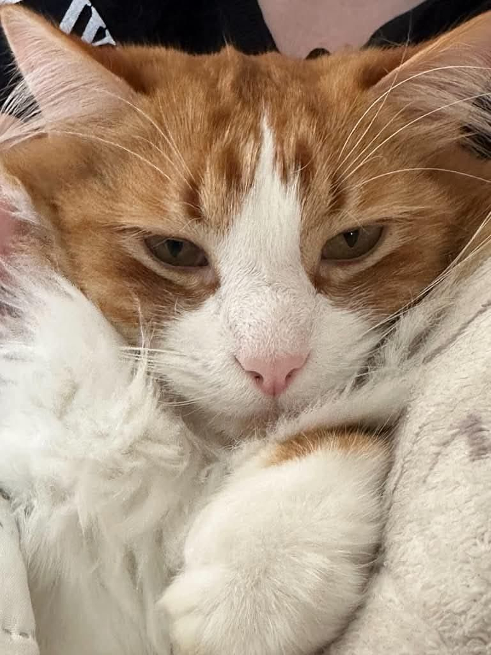 Cheeto