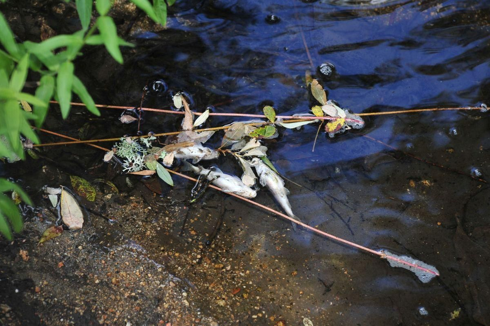 Peces muertos junto a la orilla.