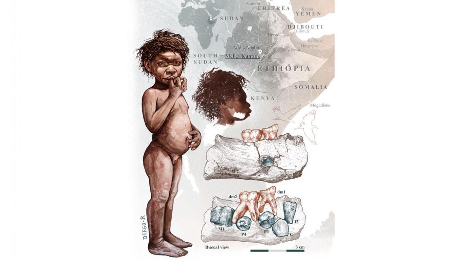 Reconstrucción ilustrada de 'Garba' con el detalle de la posición del fragmento mandibular y el detalle de los dientes analizados. Ilustración de Diego Rodríguez-Robredo