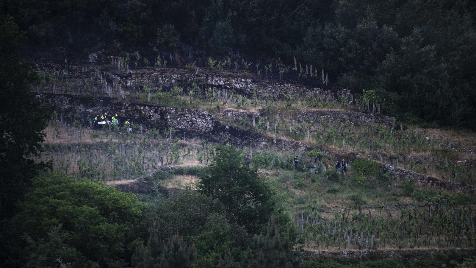La viña de la parroquia de Osmo (Cenlle) donde se originó el incendio.