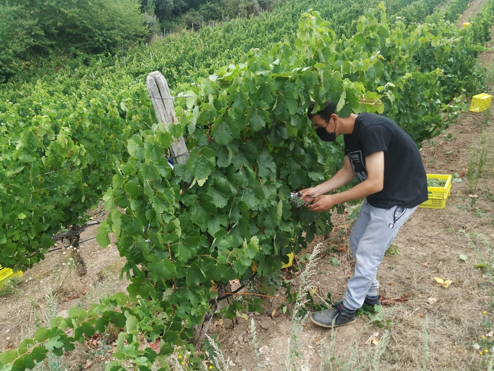 Empieza la vendimia en Valdeorras